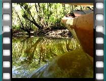 Mangrove Itacaré. Click to watch the video